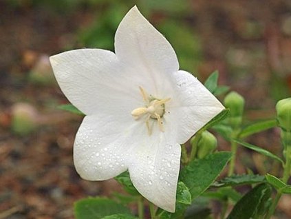Balónovec veľkokvetý 'Astra F1 White' - Platycodon grandiflorus 'Astra F1 White'