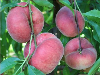 Broskyňa 'Sweet Cap'