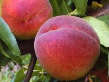 Broskyňa'Flamin Fury'