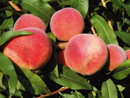 Broskyňa 'Harbinger'