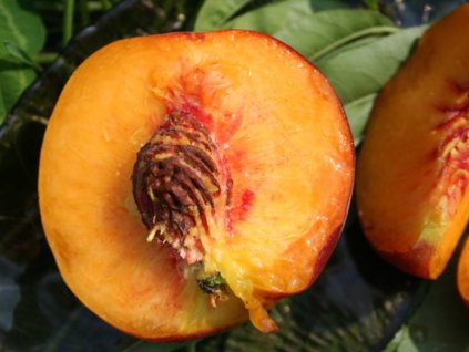 Broskyňa 'Harrow Beauty' (Balenie prostokorenný stromček, Podpník rakoniewiczká)