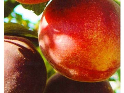 Broskyňa 'Kaiser Alexander'