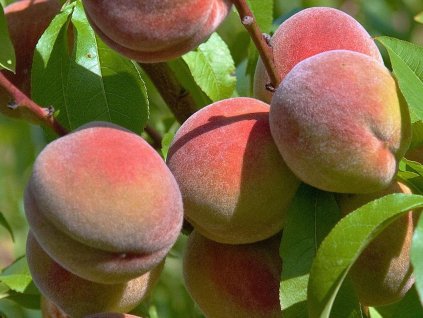 37071 broskvon kernechter vom vorgebirge