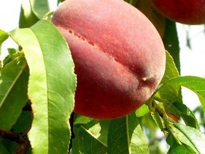 Broskyňa 'Red Skin'