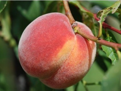 Broskyňa 'Reliance' (Balenie prostokorenný stromček, Podpník rakoniewiczká)