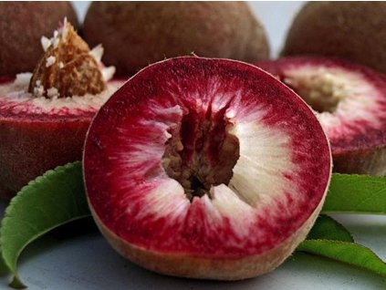 37116 broskvon roter wienbergpfirsich