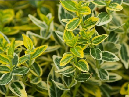 Bršlen fortuneov'Emerald Gold' - Euononymus fortunei 'Emerald 'n' Gold'