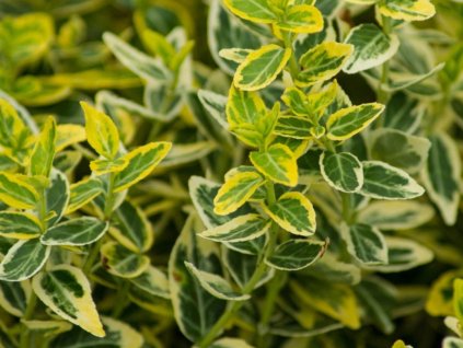 Bršlen Fortuneův 'Emerald'n Gold'