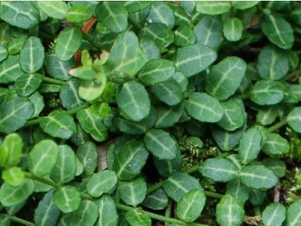 Bršlen fortuneov 'Tustin'