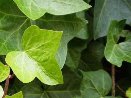 Brečtan popínavý - Hedera helix