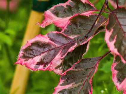 Fagus Purpurea Tricolor (2)