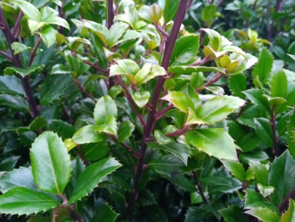 Cezmína modrá 'Heckenstar'