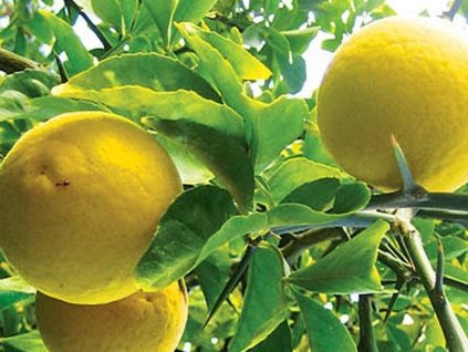 Citronovník 'Limon'