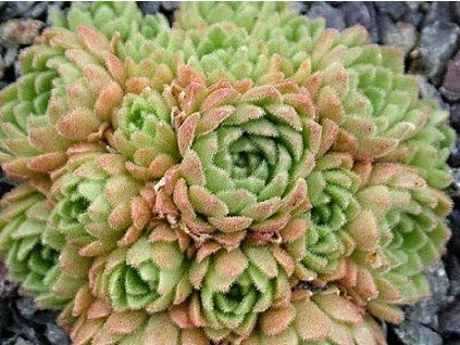 cimb�lek