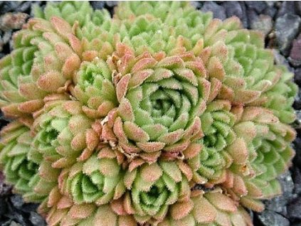 Rosulária - Rosularia pallida