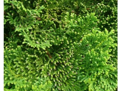 Cypruštek tupolistý 'Nana Gracilis'