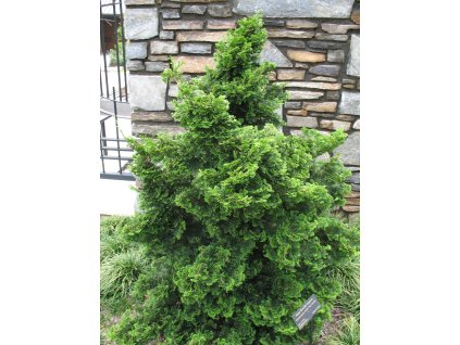 Cypruštek tupolistý 'Nana Gracilis'