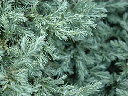 Cypruštek hrachonosný 'Baby Blue'