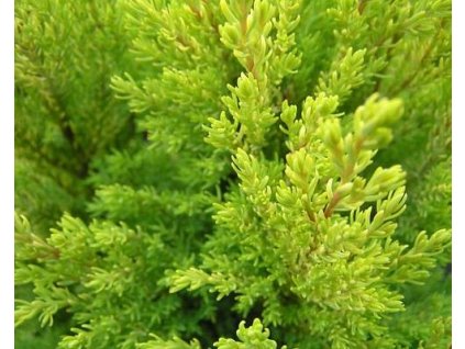 Cypruštek Lawsonov 'Ellwood's Gold'