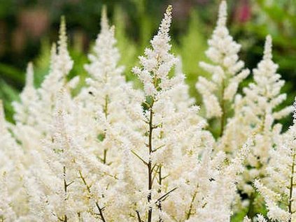 Astilba Arendsova  'Biala Pózna' - Astilbe x arendsii 'Biala Pózna'