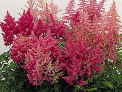 Astilba Arendsova 'Bella' - Astilbe x arendsii 'Bella'