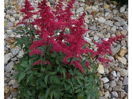 Astilba Arendsova 'Biala Mala' - Astilbe x arendsii 'Biela Mala'