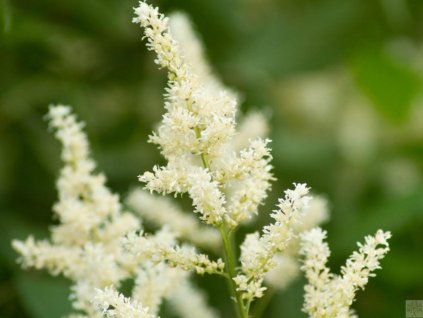 Astilba Arendsova 'Biala Mini' - Astilbe x arendsii 'Biala Mini'