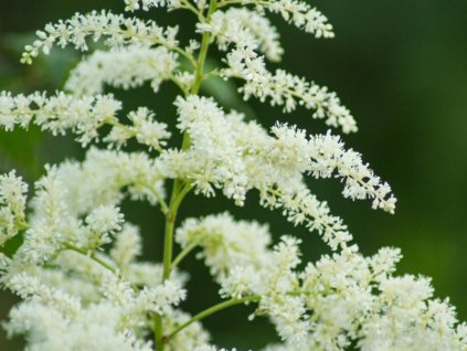 Astilba Arendsova 'Brautschleier' - Astilbe arendsii 'Brautschleier'