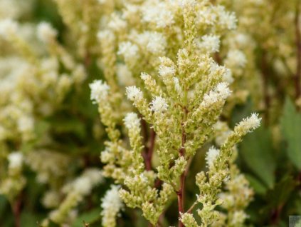 Astilba Arendsova 'Czerwona Lodyga' - Astilbe x arendsii 'Czerwona Lodyga'