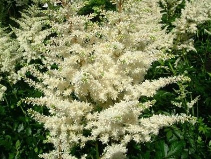 Astilba Arendsova 'Diamant' - Astilbe arendsii 'Diamant'