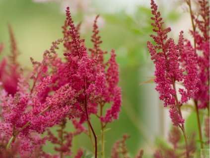 Astilba Arendsova 'Else Schluck' - Astilbe x arendsii 'Else Schluck'