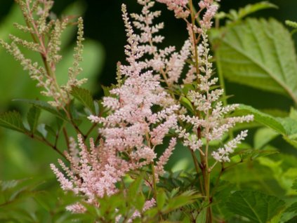 Astilba Arendsova 'Erika' - Astilbe x arendsii 'Erika'