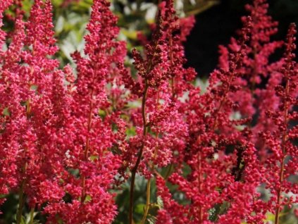 Astilba Arendsova 'Glut' - Astilbe x arendsii 'Glut'