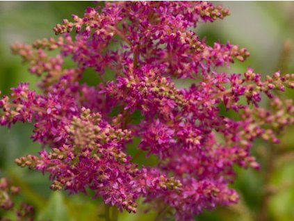 Astilba Arendsova 'Showstar' - Astilbe x arendsii 'Showstar'