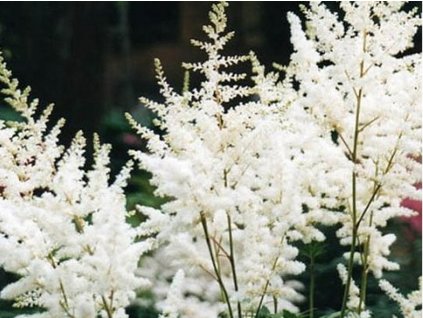 Astilba simplicifolia 'White Sensation®' - Astilbe simplicifolia 'White Sensation'