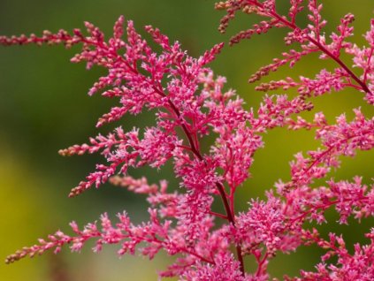 Astilba simplicifolia 'Aphrodite' - Astilbe simplicifolia 'Aphrodite'