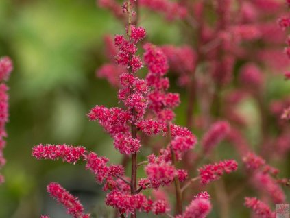 Astilba simplicifolia 'Moulin Rouge®' - Astilbe simplicifolia 'Moulin Rouge'