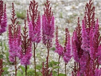 Astilba taquetii 'Purpurlanze' - Astilbe taquetii 'Purpurlanze'