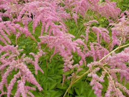 Astilba thunbergii 'Strausenfeder' - Astilbe thunbergii 'Strausenfeder'