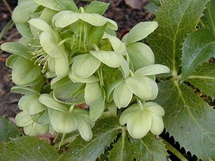 Čemerica korsická - Helleborus argutifolius