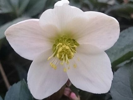 Čemerica východná 'Emma'® - Helleborus orientalis 'Emma'
