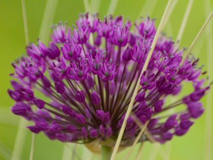 Cesnak perzský 'Purple Sensation' - Allium aflatunense 'Purple Sensation'