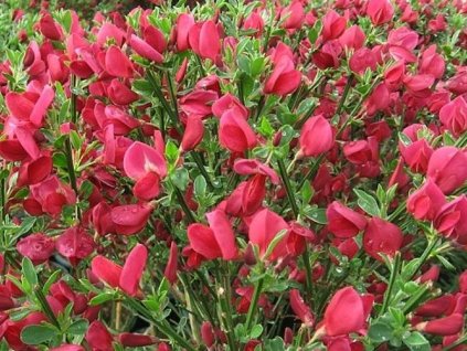 Zanoväť  'Booskoop Ruby'