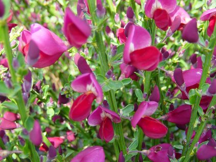 Zanoväť  'Boskoop Ruby'