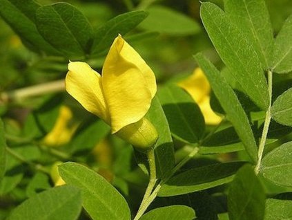 Karagana stromčekovitá 'Pendula'