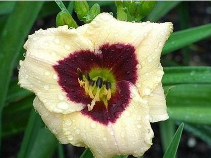 Ľaliovka  'Witch's Timble' - Hemerocallis 'Witch's Timble'
