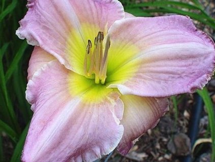 Ľaliovka 'Big Blue'