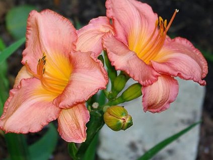 Ľaliovka 'Dancing Shiva' - Hemerocallis 'Dancing Shiva'