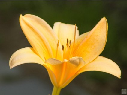 Ľaliovka 'Lech Wallessa'