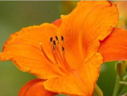 Ľaliovka 'Mauna Loa' - Hemerocallis 'Mauna Loa'